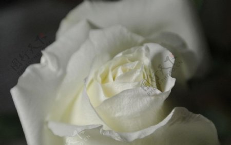 单朵白玫瑰微距图片