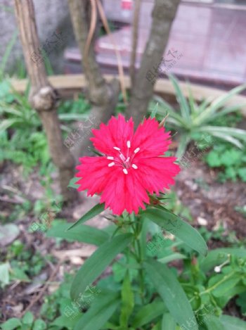花坛里的一朵红花图片