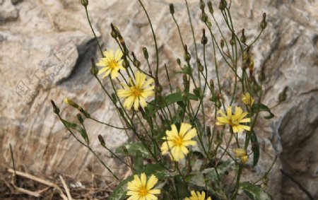 黄色野菊花丛图片