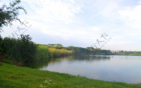 松湖绿岸图片