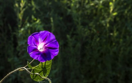 牵牛花图片