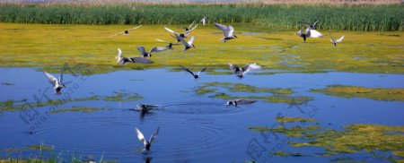 湿地飞鸟图片
