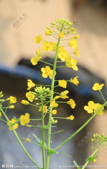 油菜花图片