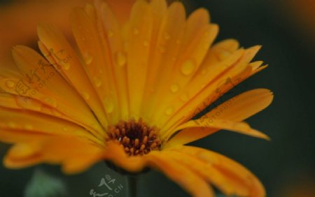 雨后花朵图片