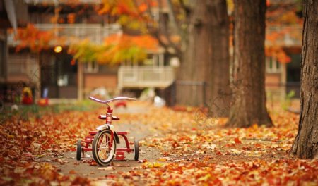 秋季落叶儿童车壁纸图片
