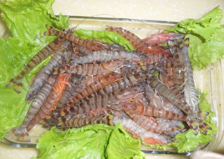 基尾虾图片