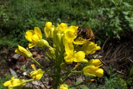 黄花和蜜蜂图片