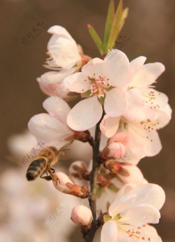 蜂采花蜜图片