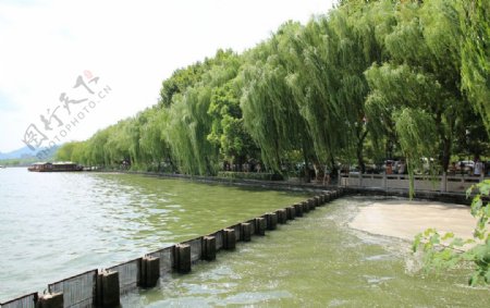 西湖柳树图片
