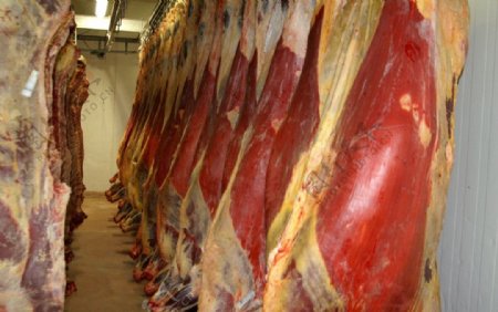 高清牛肉排酸工序图片