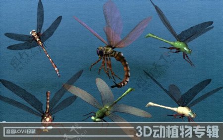 高清3D蜻蜓图片