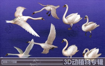 高清3D白天鹅图片