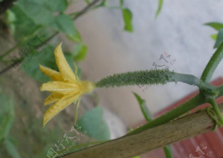 黄瓜花图片