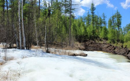 冰上森林图片