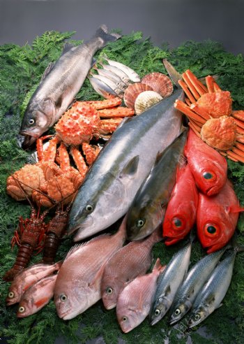 海鲜海鱼鱼类海鲜食材图片