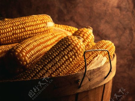 玉米高清摄影图片