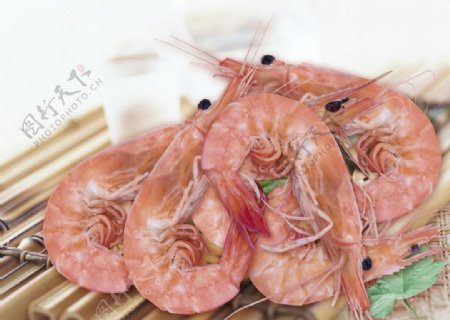东方虾图片