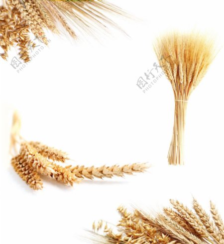 高清晰稻穗稻谷小麦大米图片