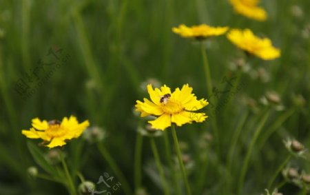小黄花与蜜蜂图片