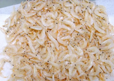 赤尾青虾米图片
