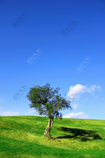 风景树图片
