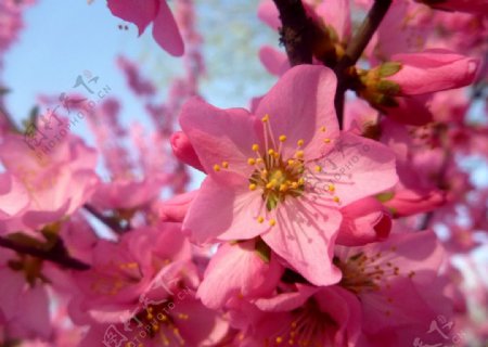 粉红桃花朵图片