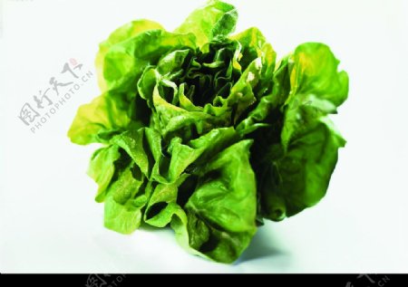 蔬菜白菜蔬果绿色食品图片