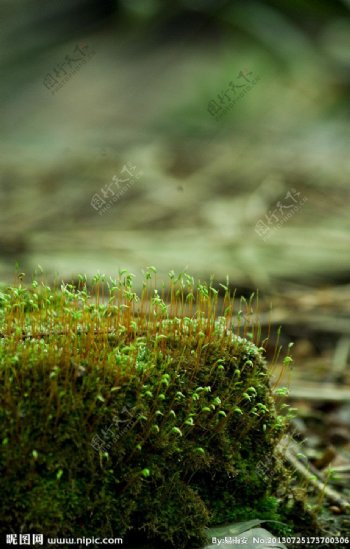苔藓植物图片