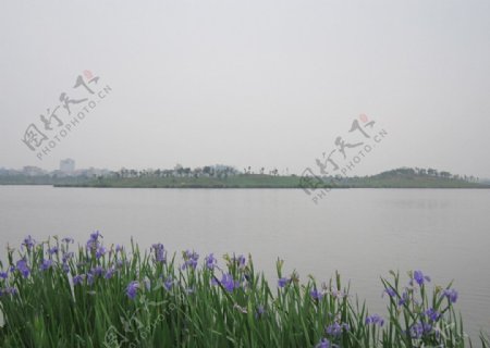 湖与紫色美人蕉图片