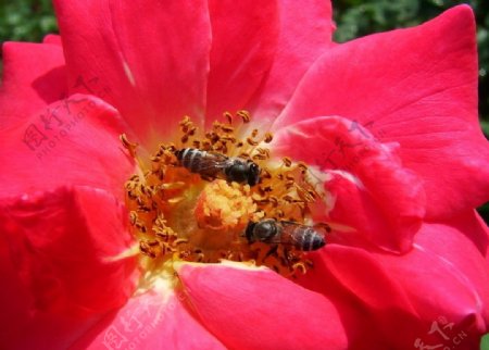鲜花和小蜜蜂图片