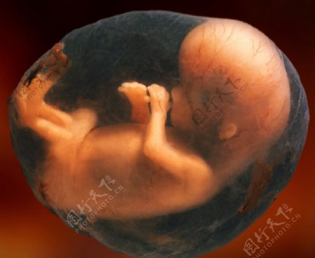 怀孕胚胎嬰兒图片