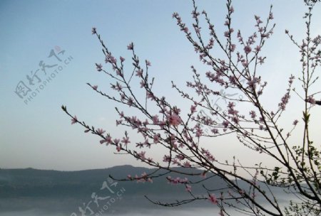 阳春三月图片