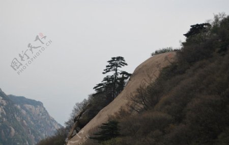 华山树木山水图片