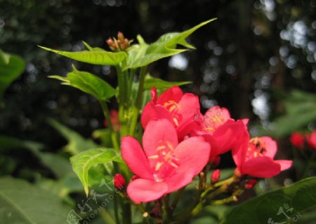 春天红花图片