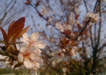 白花图片