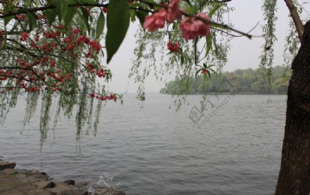 西湖水景图片