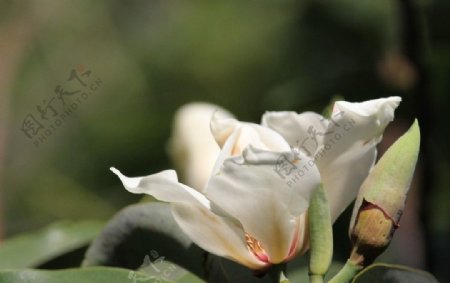 缅桂花图片