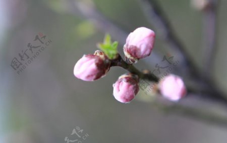 含苞欲放桃花花蕾图片