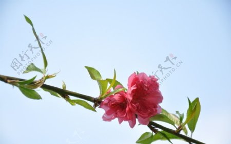 蓝天下的桃花图片