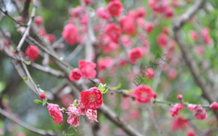 红色桃花图片