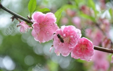粉色桃花与蜜蜂图片