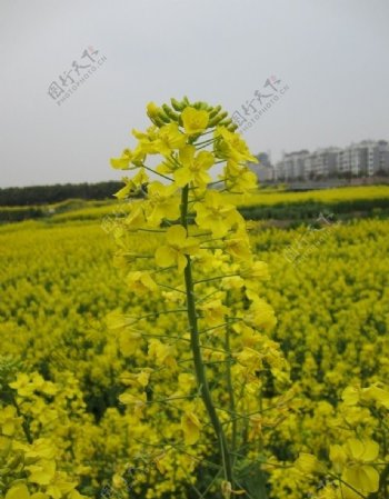 油菜花图片