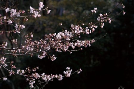 富士山樱花篇图片