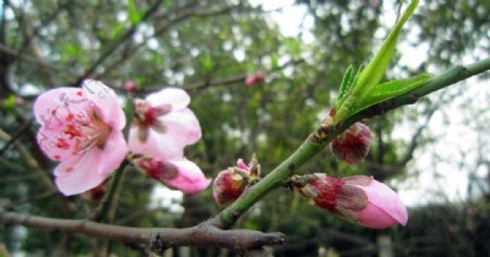 桃花非高清图片