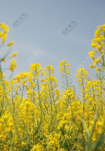 油菜花开图片