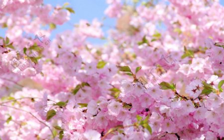 盛开的粉色鲜艳樱花图片