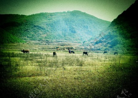 青山下的牛群图片