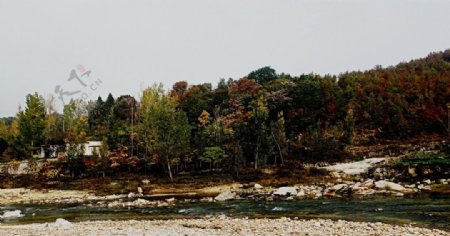 秋林下的小河图片