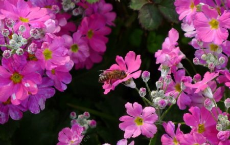 蜜蜂与花图片