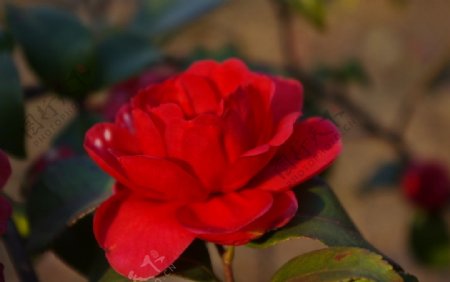 红花图片